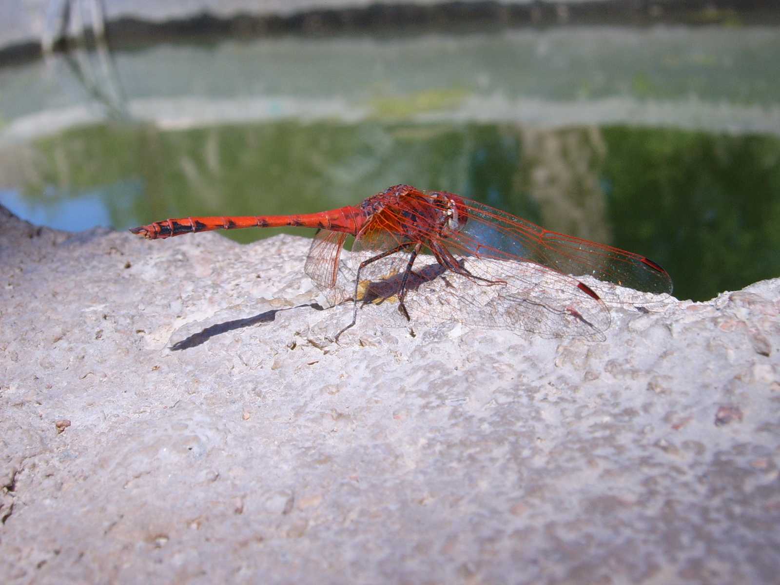 Libellule egiziane